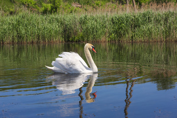 Swan floating in the river.