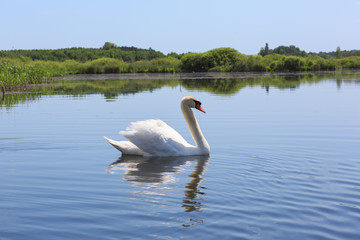 Fototapeta premium Swan floating in the river.