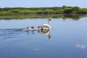 Swan floating in the river.