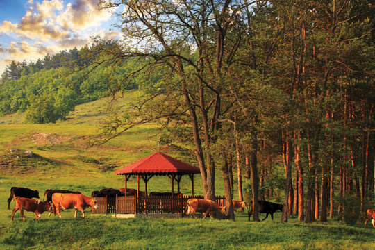 Cows walk  in an idyllic valley near forest, sunset golden colors