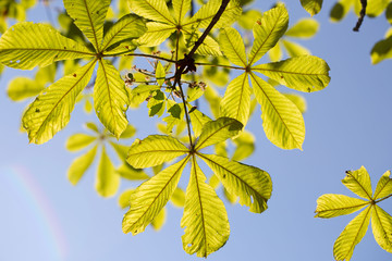 Kastanienblätter im Sonnenschein