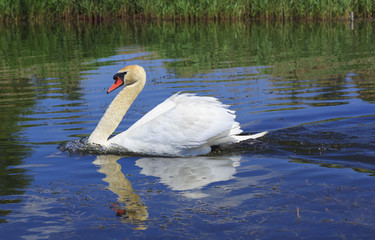 Obraz premium Swan floating in the river.