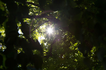 Kastanienbäume mit Sonnenschein