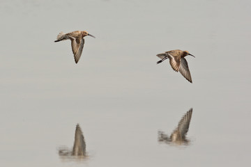 Piovanelli (Calidris ferruginea) - coppia in volo