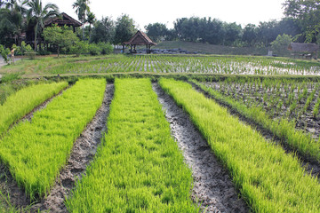 Fototapeta na wymiar Green rice paddy fields in rural area.