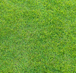 Fototapeta premium green grass pattern from golf course at sunset time