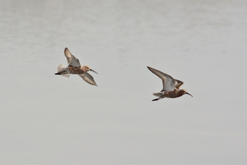 Fototapeta na wymiar piovanelli (Calidris ferruginea) - coppia in volo