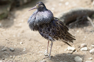 Птица, Турухтан 