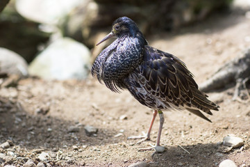 Птица, Турухтан 