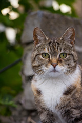 Katzeporträt Katze rechts