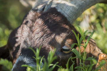 Close up view of the head of brown goat in the countryside.