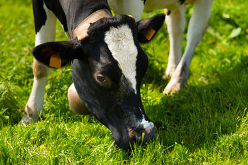 Cow Eating Green Grass on a Meadow