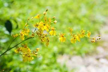  beautiful yellow orchids in garden
