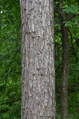 tronco albero larice abete