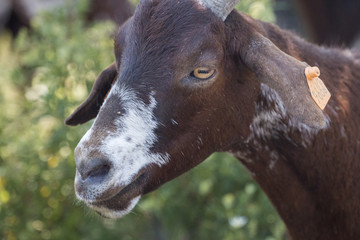 Close up view of the head of brown goat in the countryside.