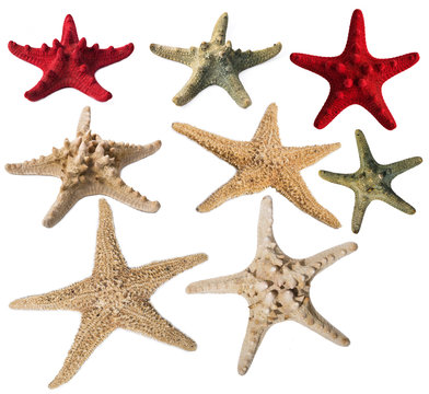 Starfishes collection isolated on white background. Original size