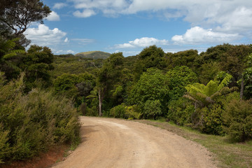Fototapeta na wymiar Dirt Road, Left Bend - Green lush trees and bushes along the road.
