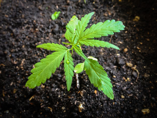 marijuana seedling