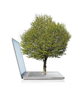 Tree growing from a laptop