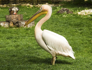 Pelican in zoo