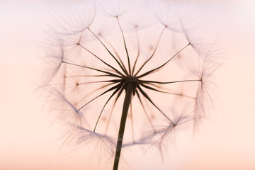dandelion © zozzzzo