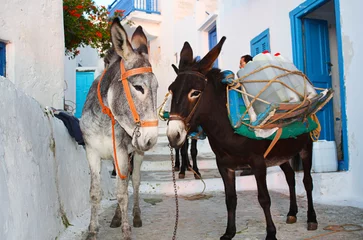 Abwaschbare Fototapete Esel Zwei Esel auf einer griechischen Insel