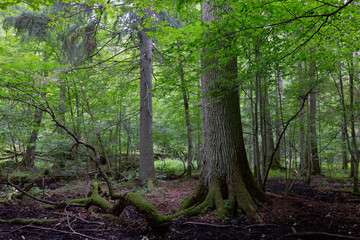 Primeval deciduous stand of Bialowieza Forest