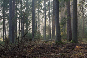 Obraz premium Coniferous stand of Bialowieza Forest in morning