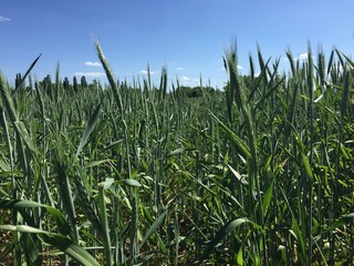 Fototapeta premium natur