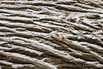 Old oak bark in snow