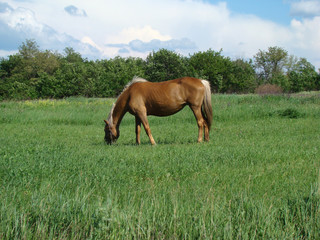 Naklejka premium horse