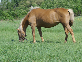 Fototapeta premium horse