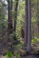 Old alder trees among spruces in springtime