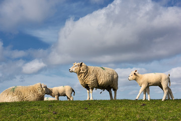 Schafe auf einem Deich an der Nordsee