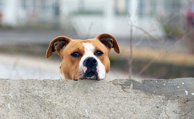 Head of an American Staffordshire Terrier dog looking up from a concrete wall
