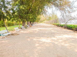 Beach Front under The Shadow of Big Tree