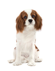 Cavalier King Charles Spaniel