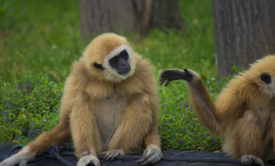 Gibbon family