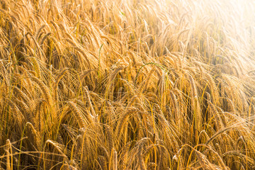 Field of wheat in Italy