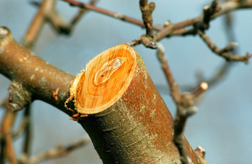 Pruned apple trees in orchard