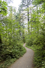 Fototapeta premium tree lined path