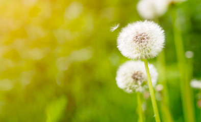 Dandelion on fresh green background