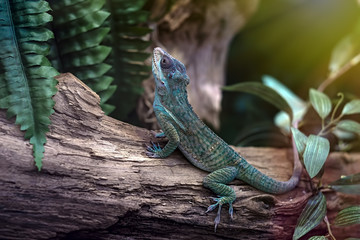 Green lizard on a tree branch.