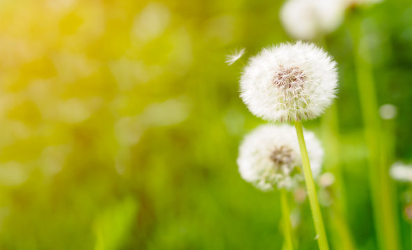 Dandelion On Fresh Green Background