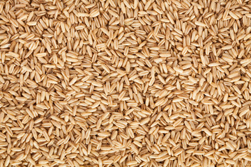 oat seeds