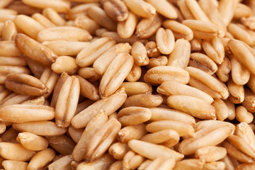 oat seeds