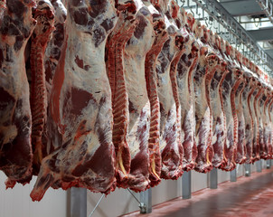 Hanging on hooks in the cold half of cows. © FoodAndPhoto