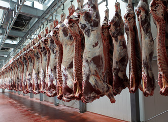 Hanging on hooks in the cold half of cows.