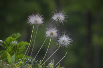 Dandelion