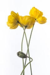 Naklejka premium drei gelbe Klatschmohnblüten mit blütenknospe